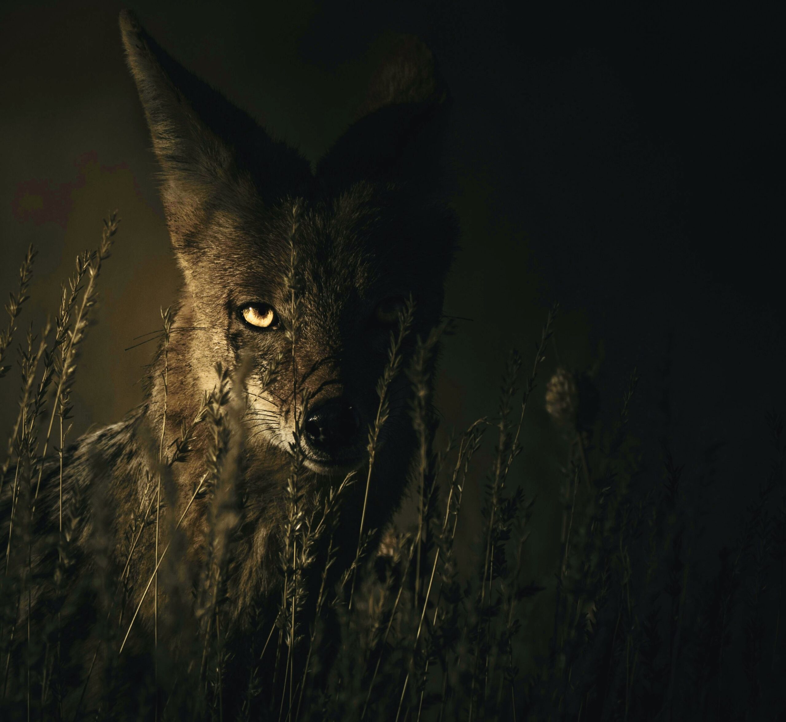 Living with wolves